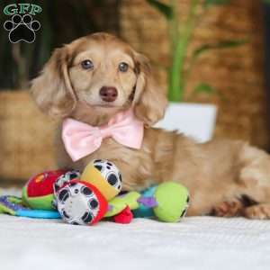 Schnitzel, Dachshund Puppy